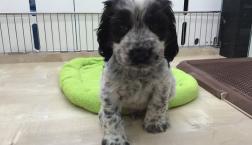 イングリッシュ・コッカー・スパニエルくん♂