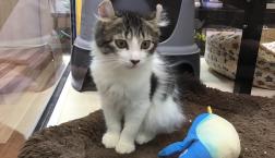 アメリカンカール