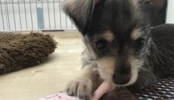 シュナチワワちゃん♡