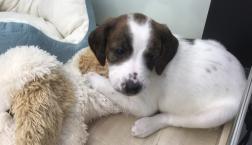 ブリタニープロット　ちゃん♡