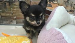 短足チワワちゃん♡