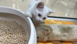 短足マンチカン