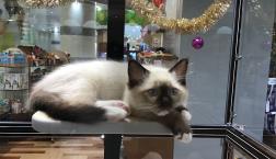 靴下履いてるラグドール