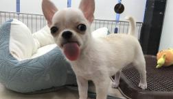 舌ぺろチワワくん