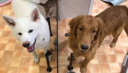 秋田犬とゴールデン♡