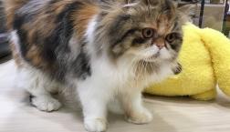 ふわふわエキゾチック