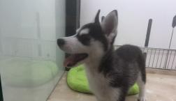 ハスキーちゃん♡