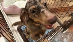 カニヘンダックスフンド