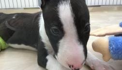 ミニチュアブルテリア♡