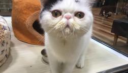 鼻ぺちゃ猫ちゃん