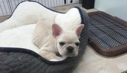 フレンチブルくん♡