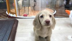 ミニチュアダックスフンド♪