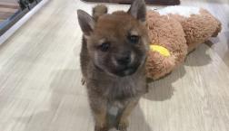 チビ♡豆柴くん