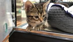 アメリカンショートヘア