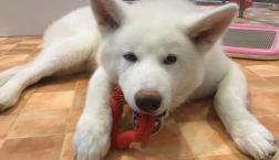 秋田犬くん♡