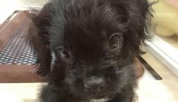 ボストンプードル♡