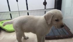 ラブラドールちゃん探検中♪