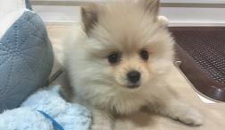 ポメちゃんデビュー♡