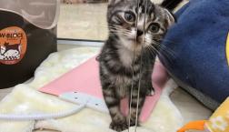 スコティッシュフォールド