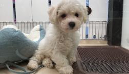 ビションフリーゼくん♡