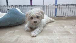 ビションフリーゼ♪