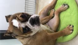 セクシーブルドッグ♪