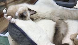 靴下ラグドール