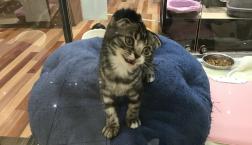 スコティッシュフォールド♡