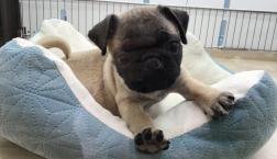 アイドル♡パグくん！！