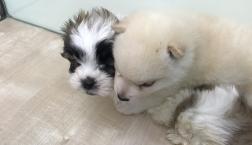 仲良しわんちゃんコンビ♪