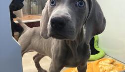 ワイマラナーくん