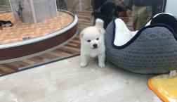 しろーい豆柴くん♡