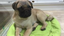 お茶目なパグくん♪