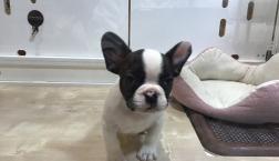 ムチムチなフレブル王子