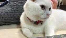 真っ白でまんまるな猫ちゃん