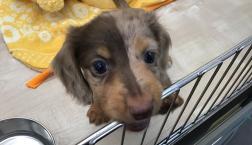 チョコダップルダックスくん