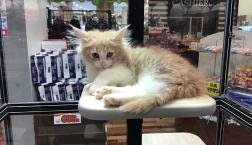 メインクーン♡