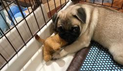 ウルウルお目目のパグくん♡