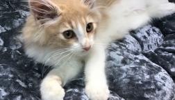 甘えんぼメインクーン