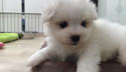 まっしろもふもふくん