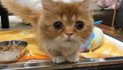 ミヌエットちゃん