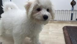 もふもふビションフリーゼ