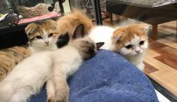 猫ちゃん三兄弟！！