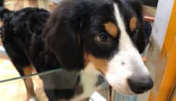 バーニーズ姫♡