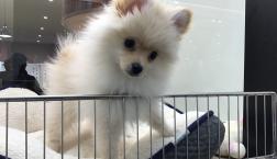 ポメラニアンちゃん