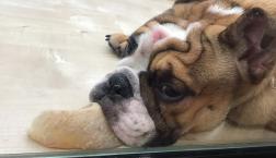 ジト〜なブルお嬢