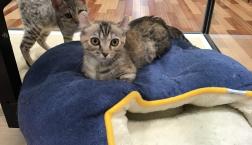 ♡おそろいカラー♡猫ちゃんズ！