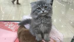 ふわふわスコティッシュフォールド