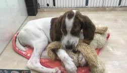 激レアワンちゃん