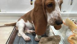 バセットハウンドちゃん